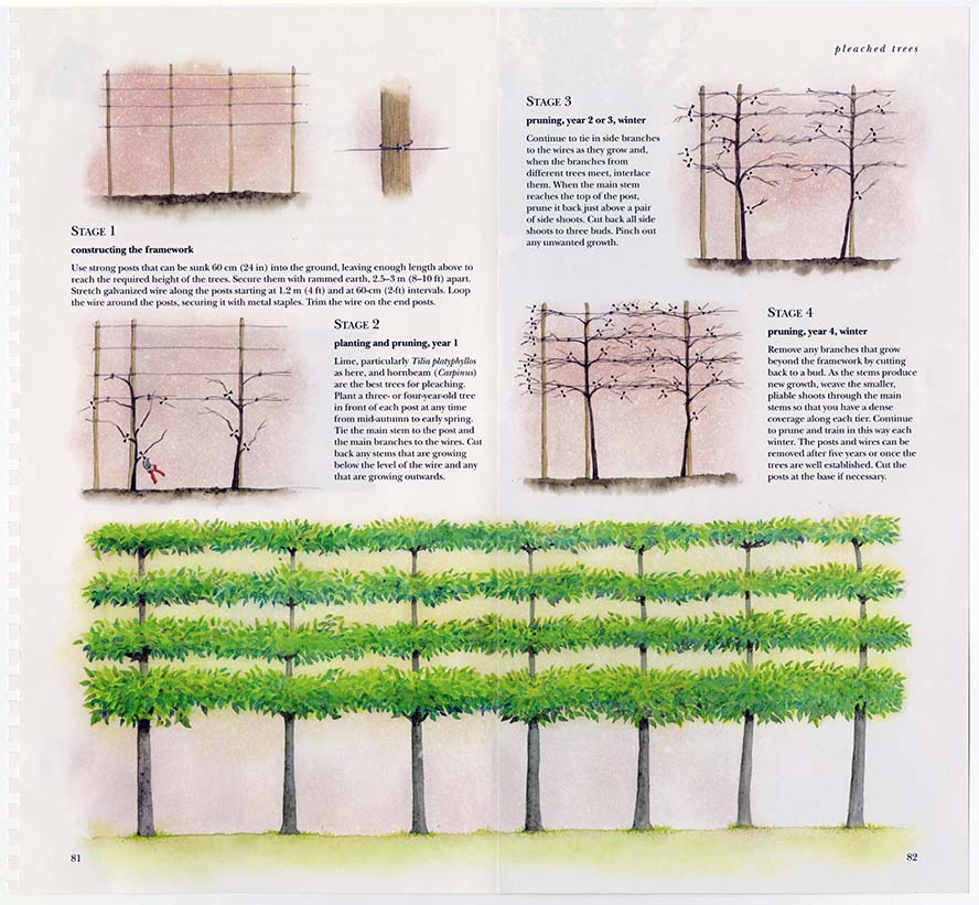 Ryland Peters and Small . Garden Borders - Pleached Trees